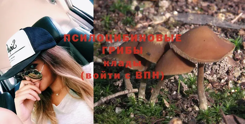 Галлюциногенные грибы Psilocybe Артёмовск